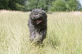 BOUVIER DES FLANDRES 041